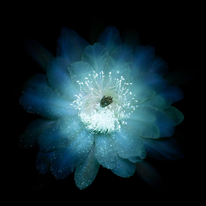 Гялалзаж буй цэцэгс: Цэцэгс хэт ягаан туяанд хэрхэн харагддаг вэ? (фото 1)