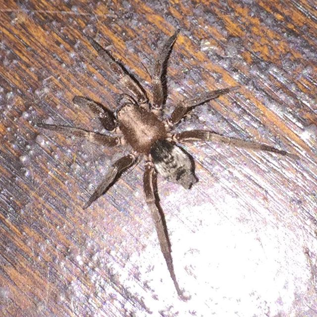 What kind of spider is this?  