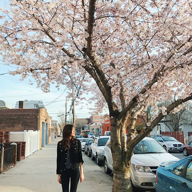 A cherry blossom journey  