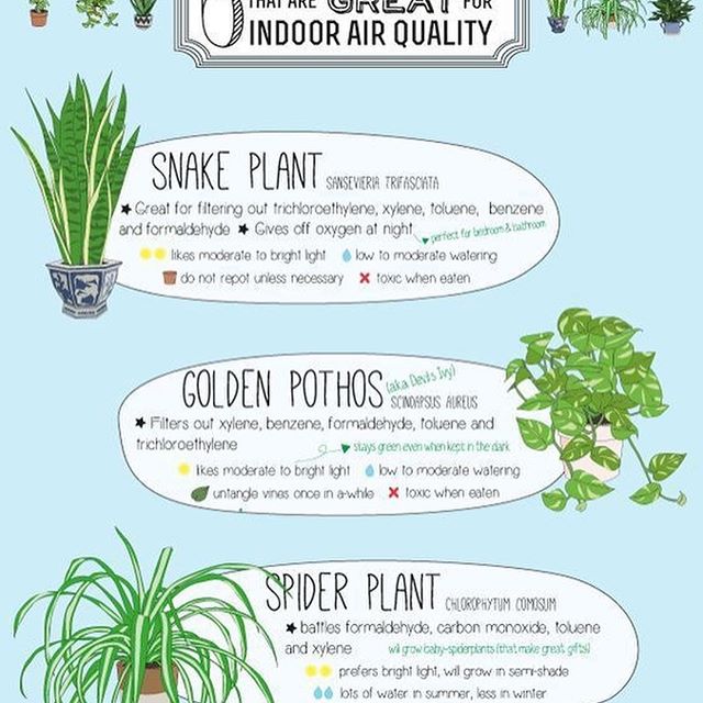 Need a lot of plants in my office. Where do I go? Soyoolj? #officeplants #indoorplants