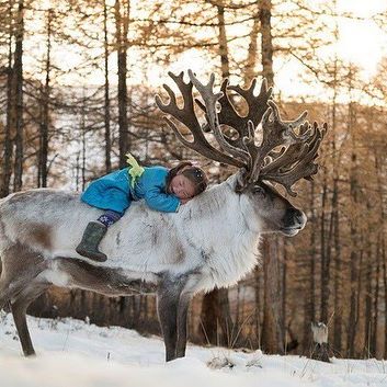 I just wanted to share this amazing fact about Mongolia. Do you know that Mongolia has reindeers? Tsaatan people are reindeer herders and live in northern Khuvsgul province of Mongolia. If you want to learn more, just google #tsaatan or #Mongolianreindeers 
I am not sure who took these breathtaking photos, but wow thank you!      #reindeer