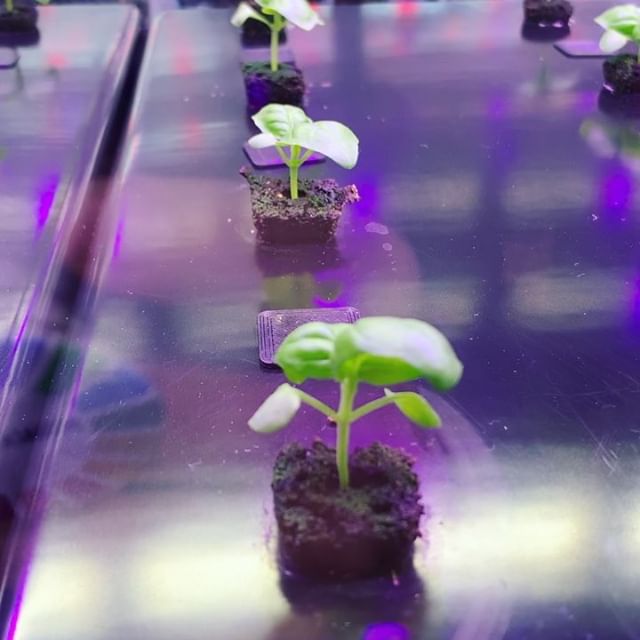 Plant   Biotechnology  