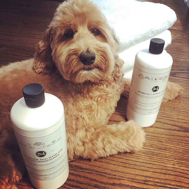 Shout out to my friend Tammy and her company @theprobioticline for creating these awesome Probiotic Laundry Liquid and Dog Wash soaps   both Teddy and my laundry have never been softer     ! Great for sensitive skin, eco-friendly, non-toxic, vegan, cruelty-free and made in Australia    just like me  . Proud of you, Tammy   