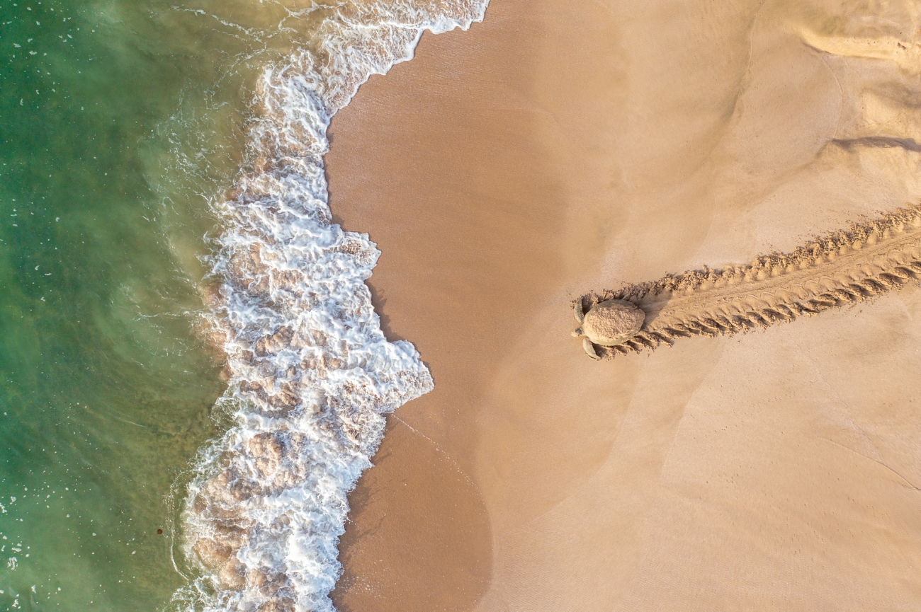 Drone Photo Awards 2021: Дроноор дарсан шилдэг гэрэл зургууд (фото 4)