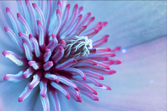 Гялалзаж буй цэцэгс: Цэцэгс хэт ягаан туяанд хэрхэн харагддаг вэ? (фото 11)