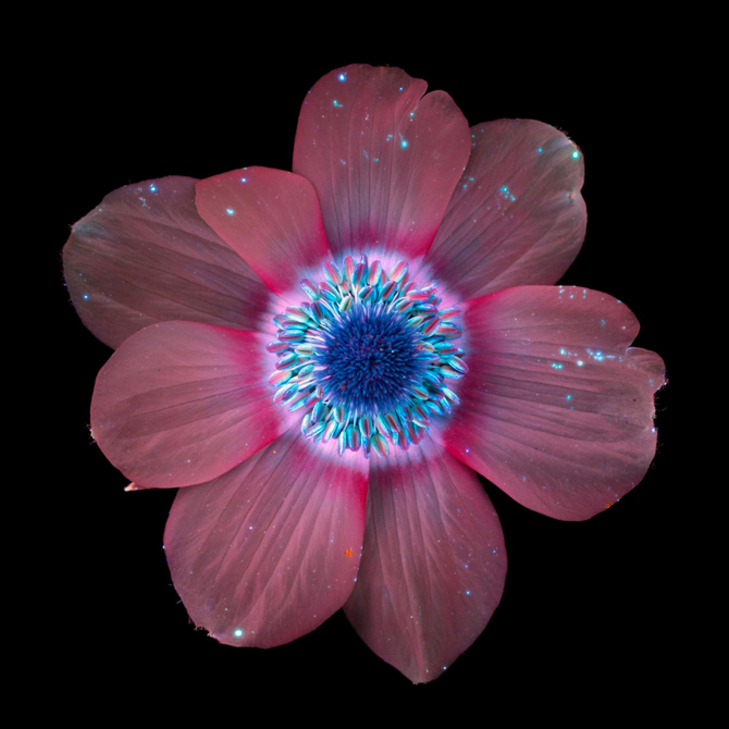 Гялалзаж буй цэцэгс: Цэцэгс хэт ягаан туяанд хэрхэн харагддаг вэ? (фото 3)