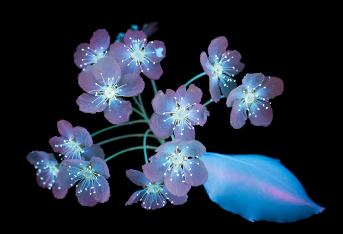Гялалзаж буй цэцэгс: Цэцэгс хэт ягаан туяанд хэрхэн харагддаг вэ? (фото 6)