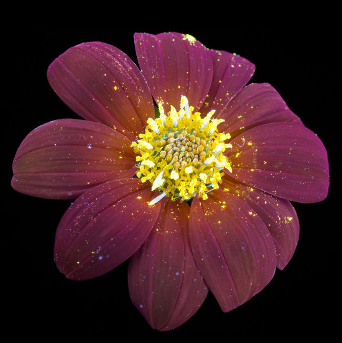 Гялалзаж буй цэцэгс: Цэцэгс хэт ягаан туяанд хэрхэн харагддаг вэ? (фото 7)