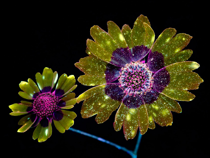 Гялалзаж буй цэцэгс: Цэцэгс хэт ягаан туяанд хэрхэн харагддаг вэ? (фото 8)