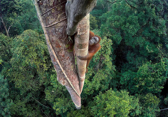 Wildlife Photographer of the Year 2016 гэрэл зургийн уралдааны ялагчид тодорлоо (фото 1)