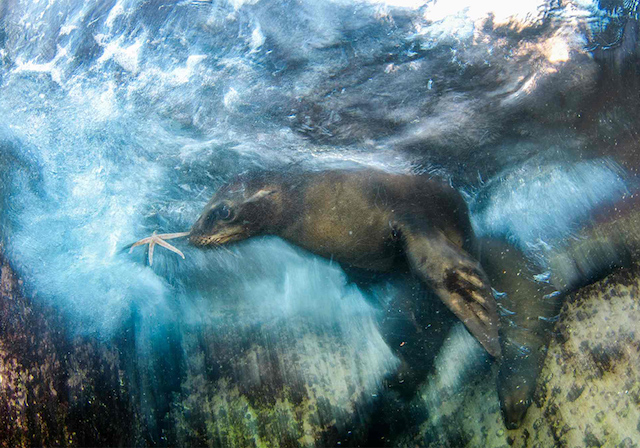 Wildlife Photographer of the Year 2016 гэрэл зургийн уралдааны ялагчид тодорлоо (фото 6)