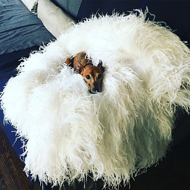    #cucciolina @ysl feather coat