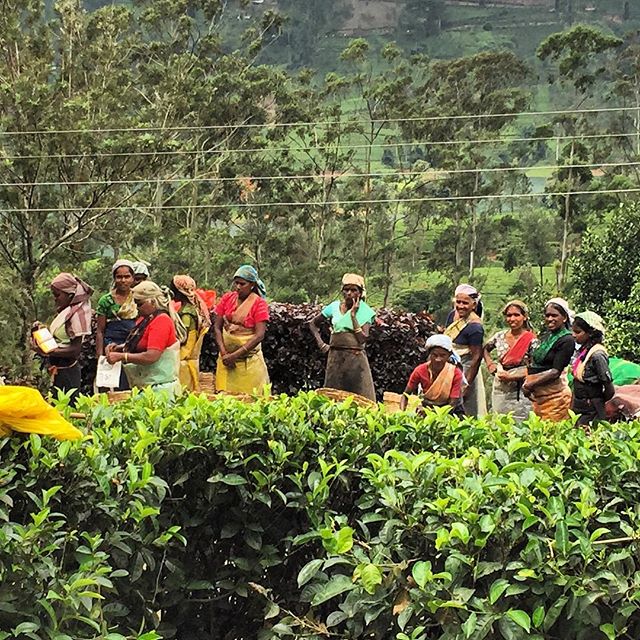 Women working in the Tea plantations #SriLanka   