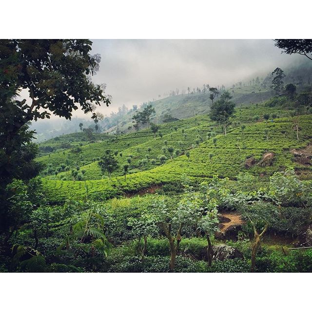 Ceylon Tea Trails    #SriLanka