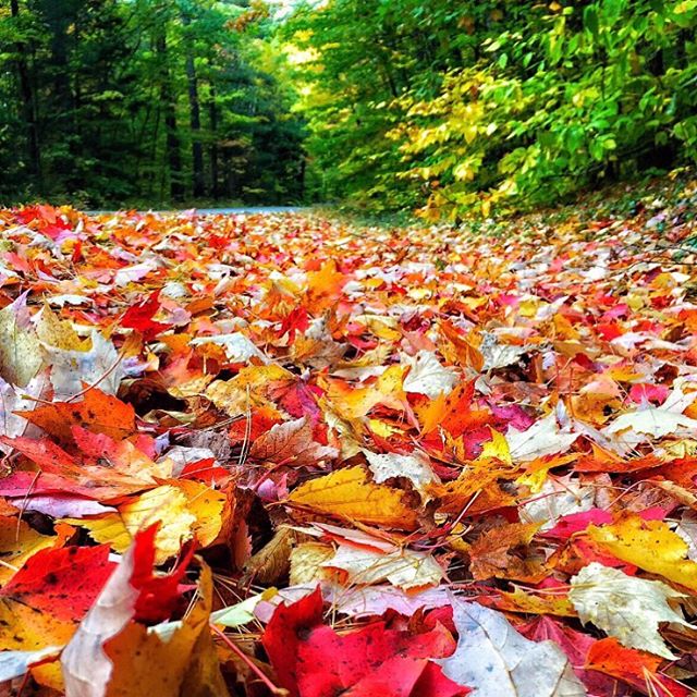 Thank you Mother Earth for always inspiring me    Obrigada mãe Terra por sempre me inspirar.