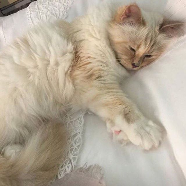 Lazy holiday morning for Choupette   Happy holidays to you all! #KARLLAGERFELD