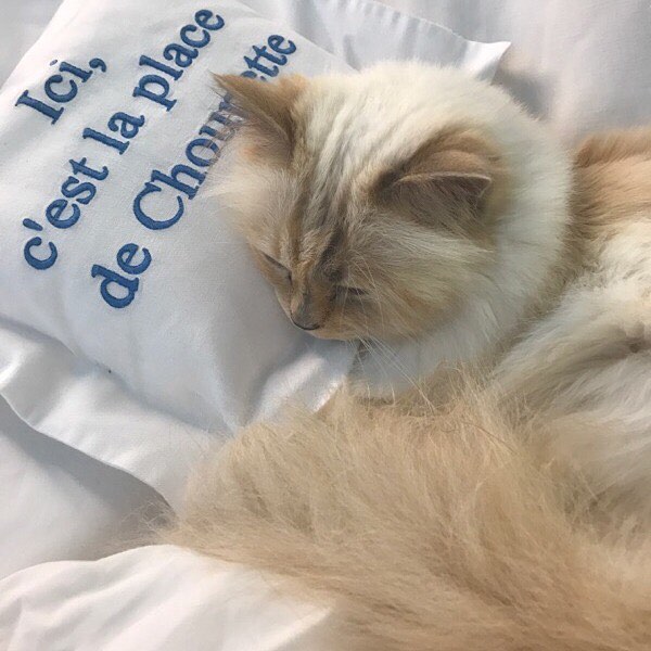 For her 5th birthday, Choupette shares her exclusive wishlist  
Read it now on the World of KARL #KARLLAGERFELD
