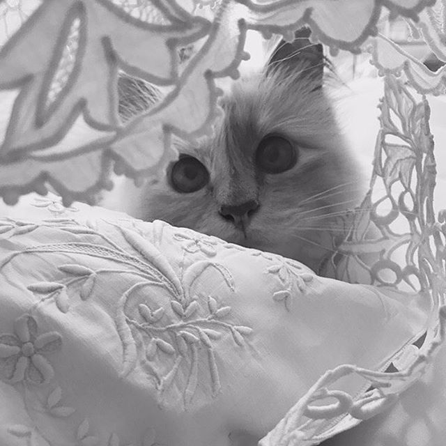 Lazy Sunday morning with Choupette #KARLLAGERFELD