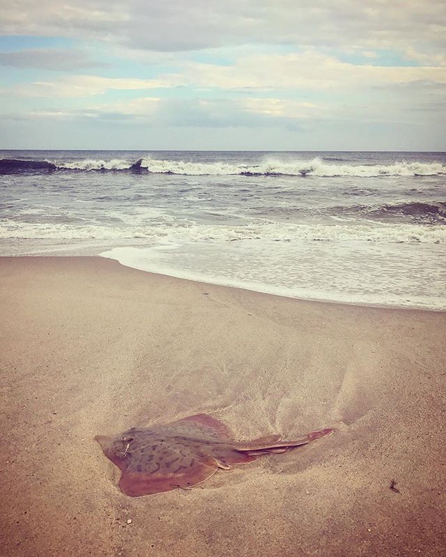 That's a stingray! We found him (or her?) in the sand struggling to get back into the sea, so we did what any beach-walking Good Samaritan would do: shrieked and screamed like teenage girls while using sticks to nudge him (or her?) back into the ocean. Check out my Insta stories!