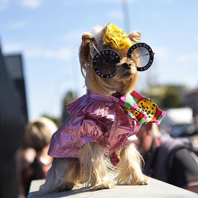 Spotted at #Milan Fashion Week: They call it puppy #love, we call it a serious case of #fashion obsession #Buro247Singapore