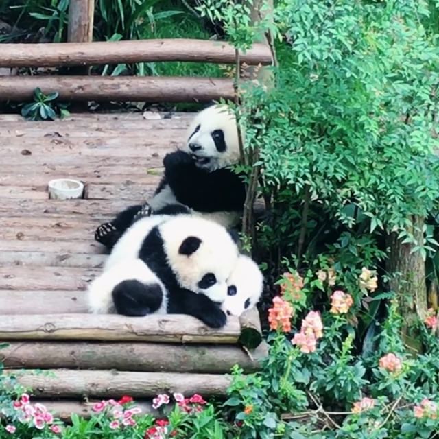         #chanelinchengdu