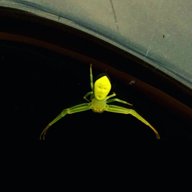Hi Friend.  Can anyone tell me what kind of insect this is? He's my new buddy and I love him