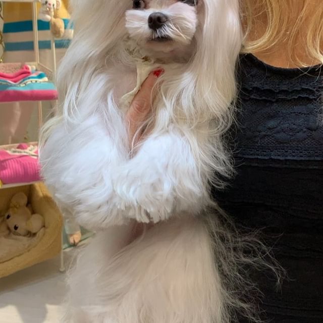 Such a rockstar      @forpetsonly   