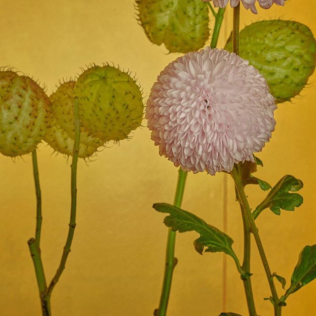 POM POM MUM, TOKYO, 2018 #MarioTestino #StillLife #Japan