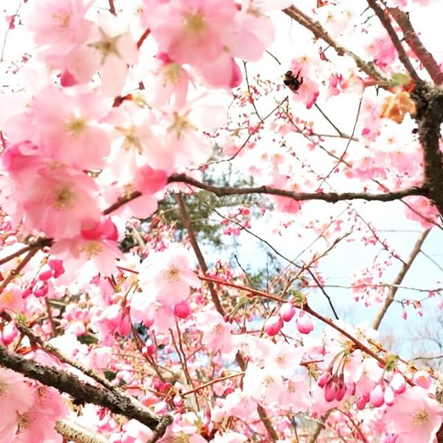     #ommmm #spring