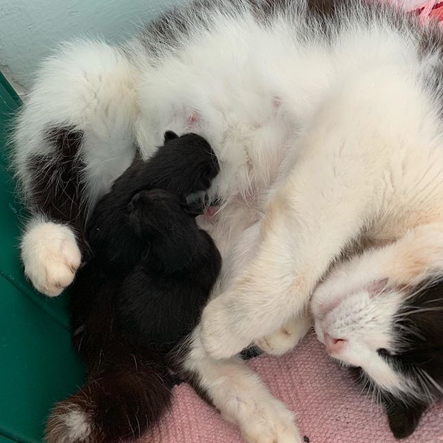 Kitty today has had 3 kittens     #kitten       