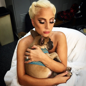 Дуучин Леди Гагагийн нохой салхилуулагчийг буудаж, нохдыг нь хулгайлжээ