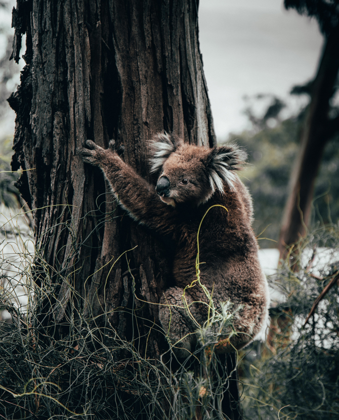 WWF: Австралийн түймэрт нэг тэрбум гаруй амьтан үрэгдээд байна